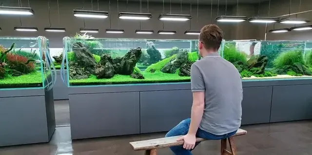 Bố cục tự nhiên với sỏi và gỗ lúa, áp dụng cách trồng cây sáng tạo trong nhà