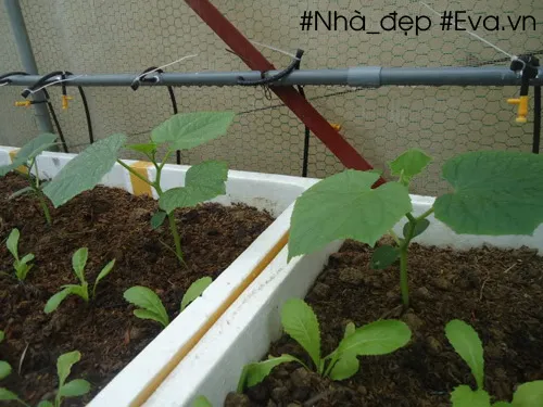 Cây dưa chuột non ở giai đoạn ra lá thật và đâm chồi mới