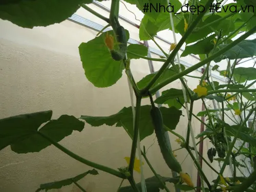 Dưa chuột sai quả trên giàn, lưu ý thu hoạch quả non để bảo vệ cây