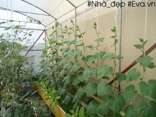 Ngắt ngọn chính dưa chuột để cây tập trung ra nhánh phụ mang quả