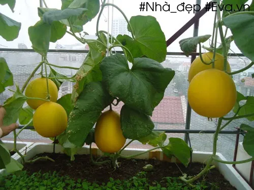 Những trái dưa Kim Cô Nương vàng óng được trồng thành công