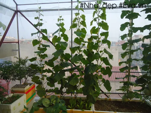 Kỹ thuật bấm ngọn dưa Kim Cô Nương giúp giữ lại hoa cái và lá bên cạnh