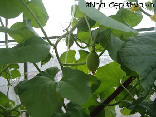 Đếm lá trên thân chính để bấm ngọn dưa Kim Cô Nương đúng kỹ thuật