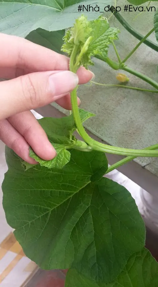 Quy trình bấm ngọn để cây dưa lê đẻ nhánh và đậu nhiều trái hơn