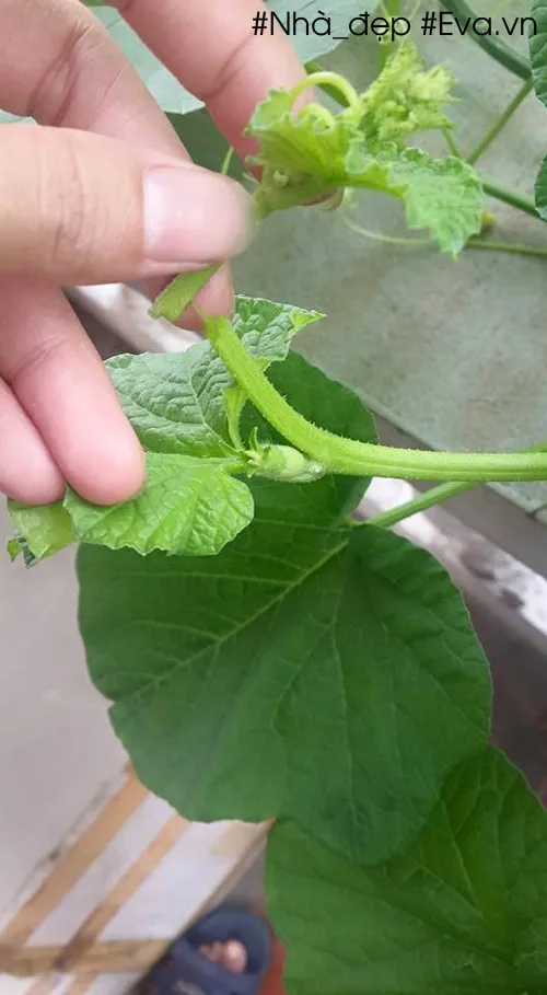 Hình ảnh cây dưa lê đã được bấm ngọn ở giai đoạn cây có 5-6 lá thật