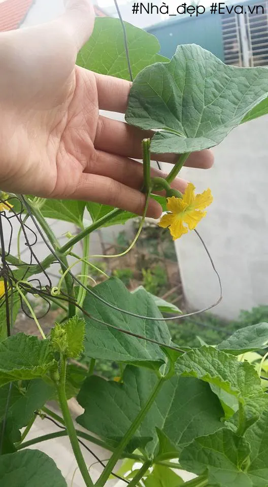 Dưa lê đã phát triển quả và đang được chăm sóc tập trung dinh dưỡng