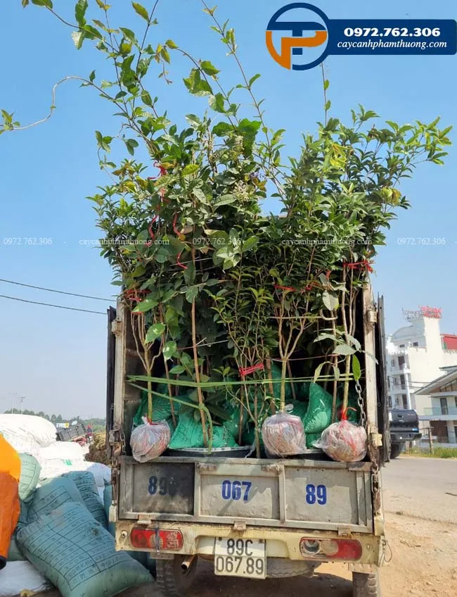 Bán cây mai xanh thái leo giàn