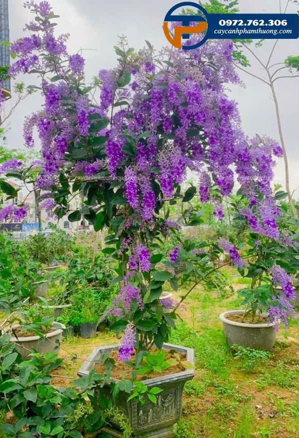 Bán cây mai xanh thái