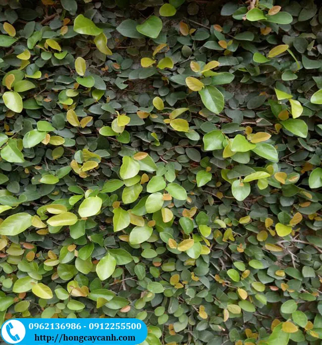 Bán cây vảy ốc tại Hà Nội