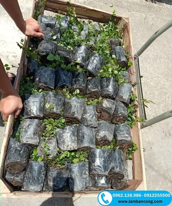 Bán cây vảy ốc số lượng lớn cho khách hàng đi tỉnh