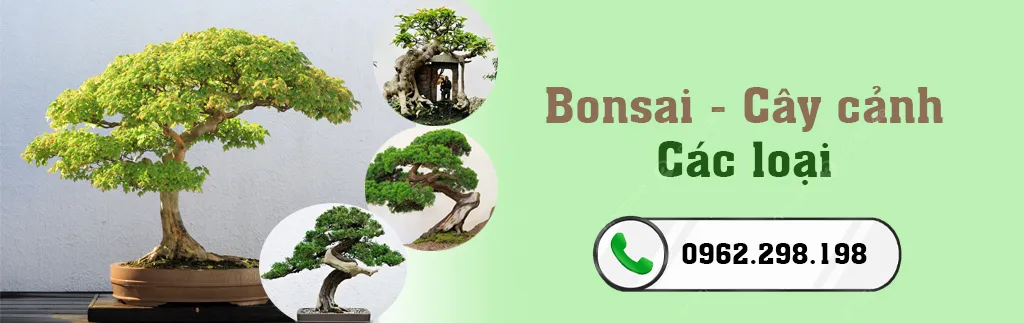 Giảm tần suất tưới nước cho cây chuối mini vào mùa đông