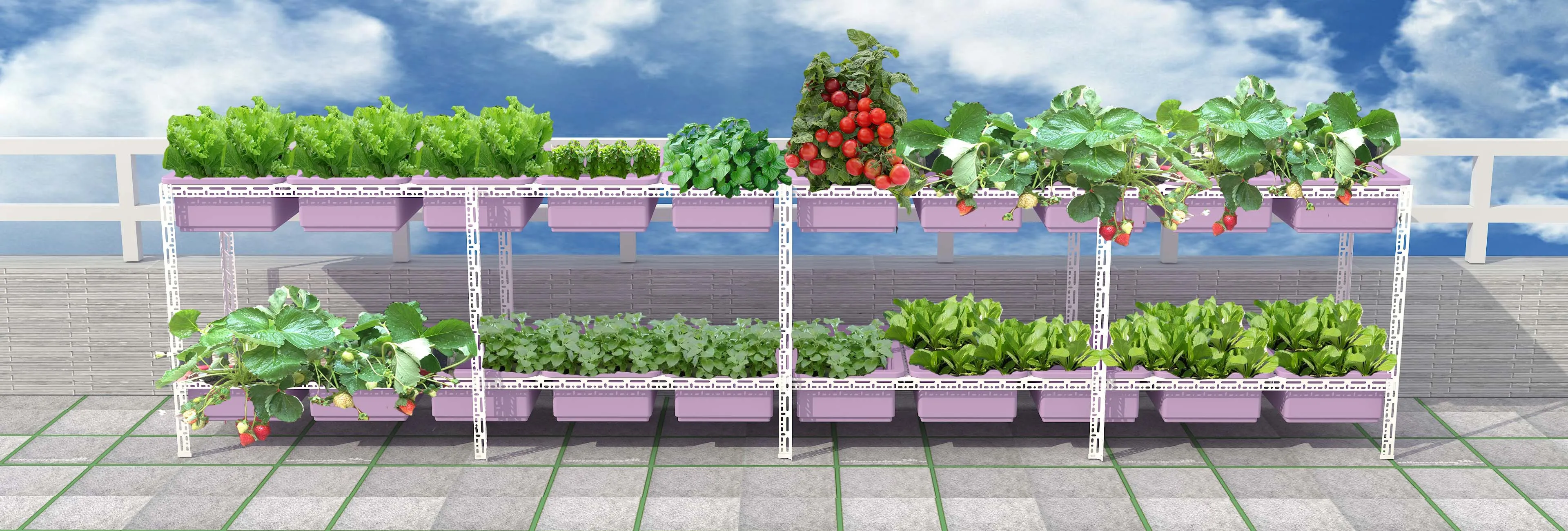 Chậu rau càng cua xanh tươi