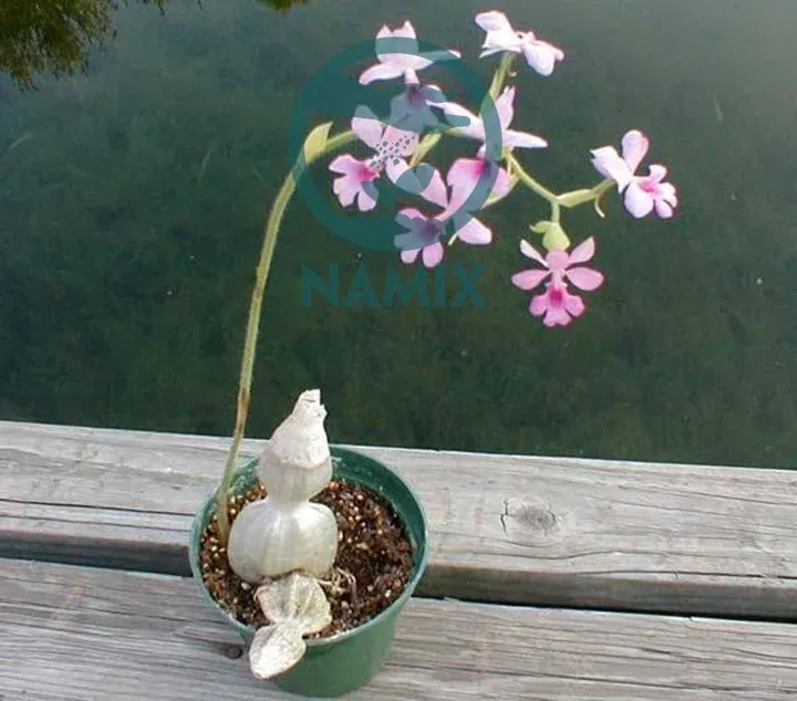 Hoa địa lan bầu rượu đã nở rực rỡ vào mùa xuân