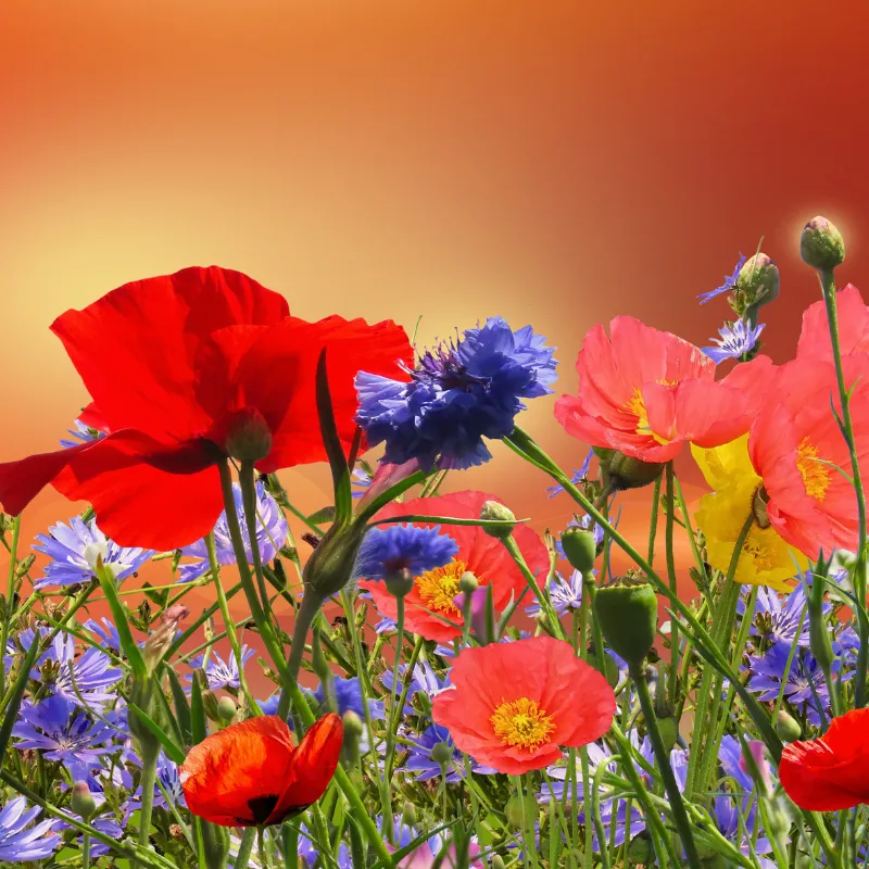 Một góc vườn trồng cây anh túc, cảnh báo về sự giám sát và quản lý