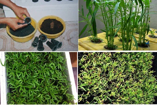Trồng rau muống bằng phương pháp thủy canh và gieo hạt