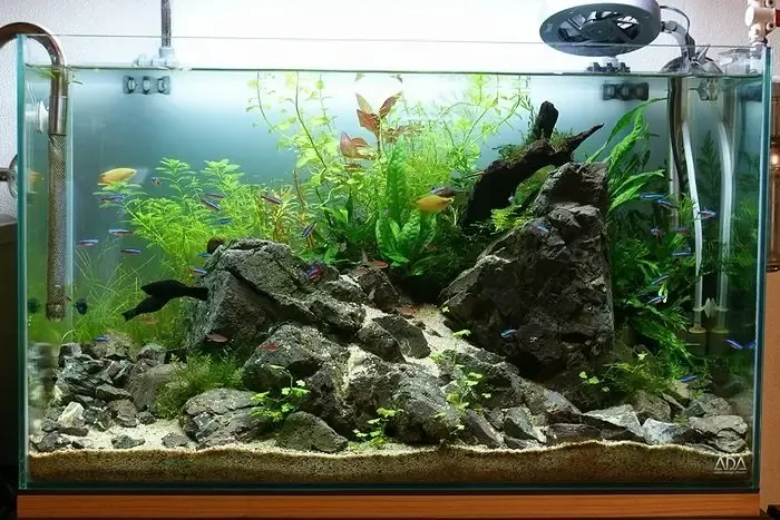 Bể cá bố cục đá Rock Aquascape mô phỏng núi non hùng vĩ