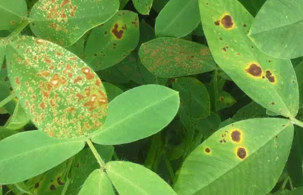 Nhận biết và phòng trừ bệnh đốm lá khi trồng cây đậu phộng