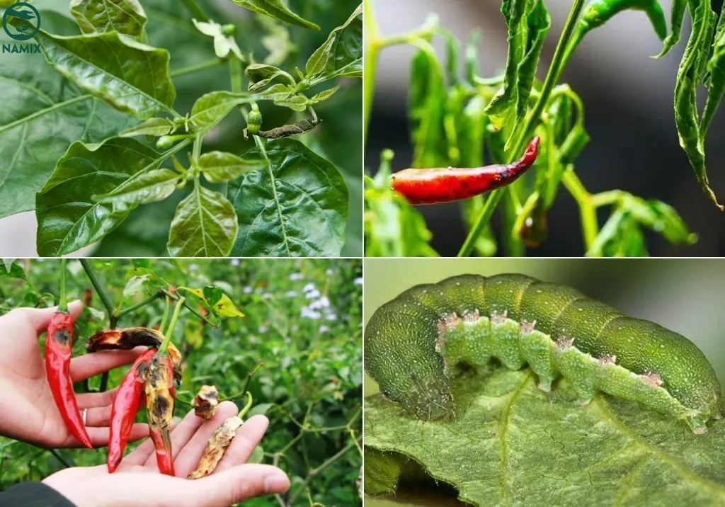 Quả ớt chỉ thiên bị nhiễm bệnh thán thư với các đốm nâu đen rõ rệt