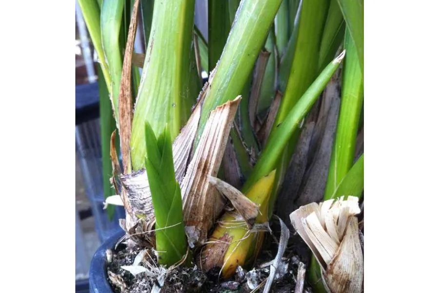 Bộ rễ Lan Vũ Nữ bị bệnh do nấm hoặc vi khuẩn tấn công