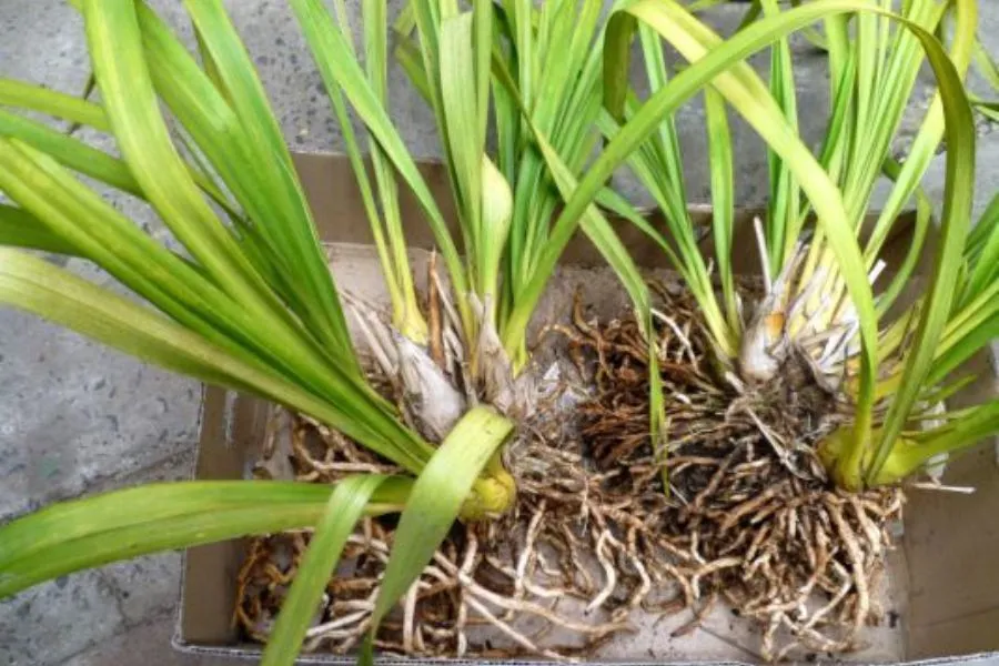 Lá Lan Vũ Nữ xuất hiện đốm đen do lưu thông không khí kém