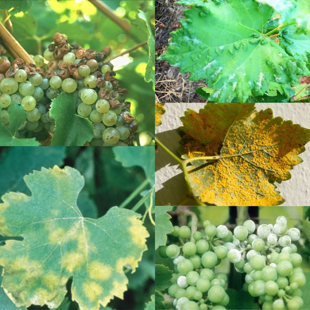 Lá nho bị bệnh, hình ảnh minh họa các vấn đề về sâu bệnh khi trồng nho trên sân thượng.