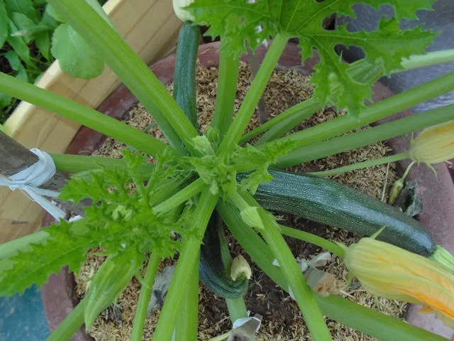 Cây bí ngòi xanh trong giai đoạn sinh trưởng cần nhiều ánh sáng