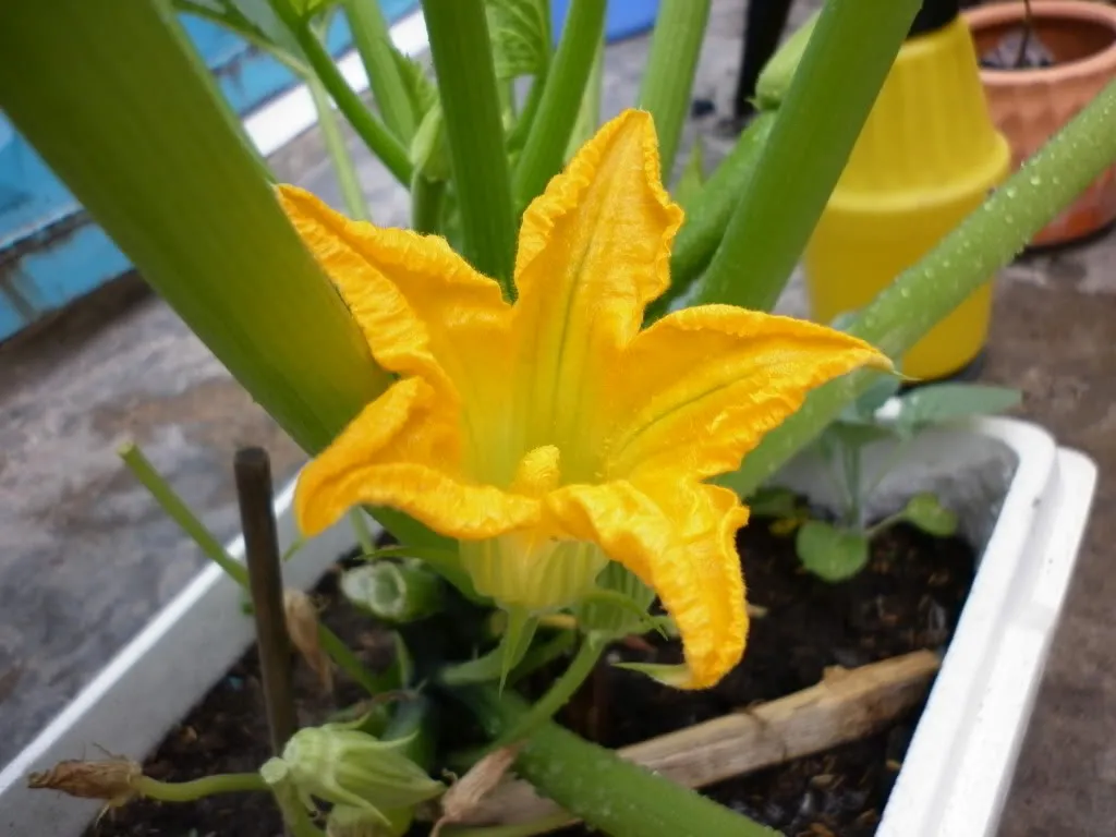 Kỹ thuật trồng bí ngòi xanh tại nhà trong thùng xốp hoặc chậu trồng