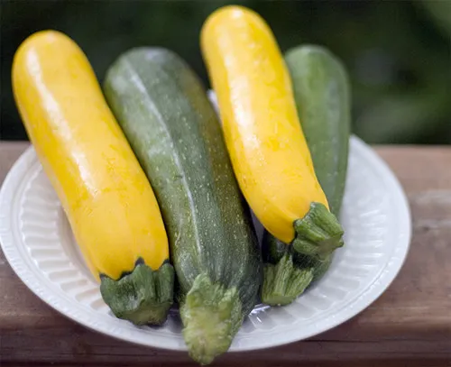 Phân biệt các giống bí ngòi, bao gồm cả giống bí ngòi vàng