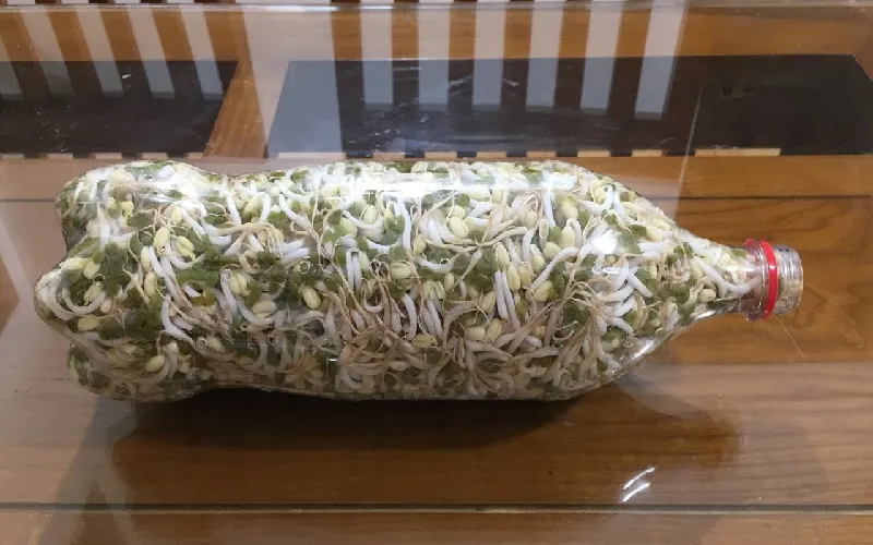 Bí quyết làm giá đỗ giòn ngon: kiểm soát nhiệt độ và độ ẩm môi trường ủ