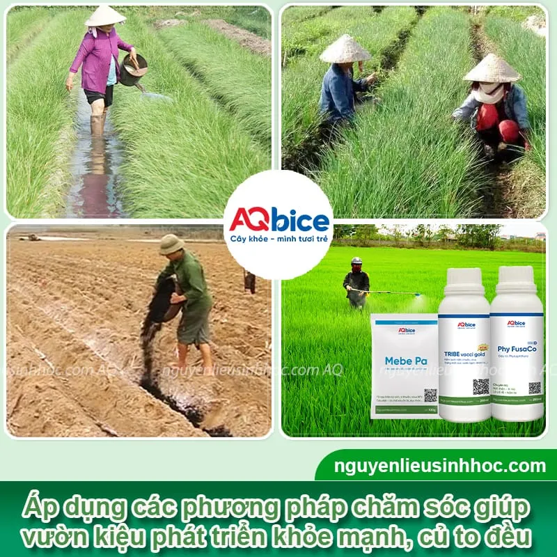 Các biện pháp canh tác và chăm sóc sau trồng giúp vườn củ kiệu bén rễ nhanh và cho củ to đều