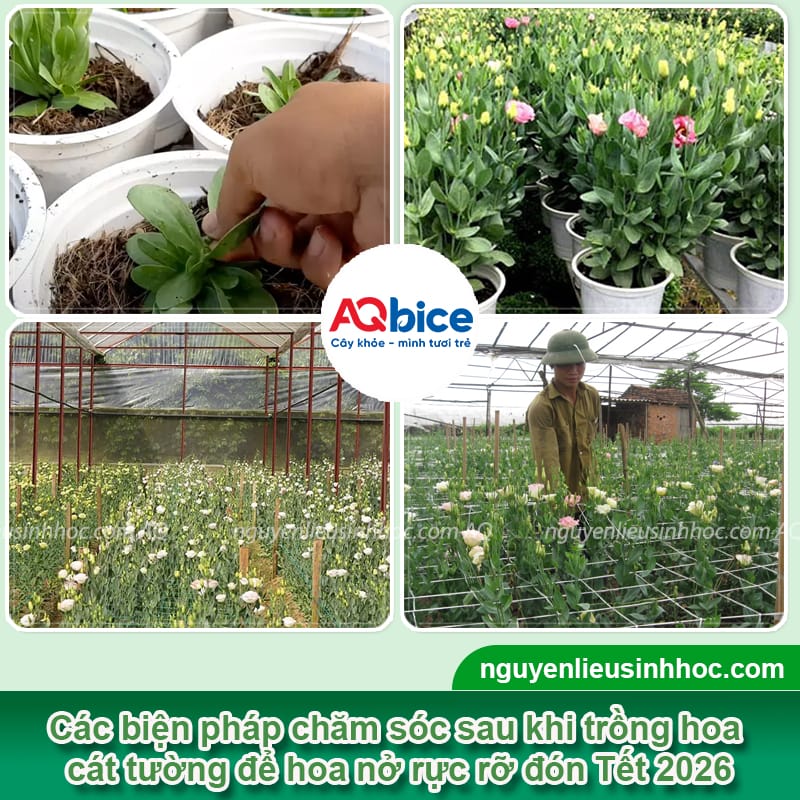 Cách Trồng Hoa Cát Tường Trong Chậu Đón Xuân Rực Rỡ Và Ý Nghĩa