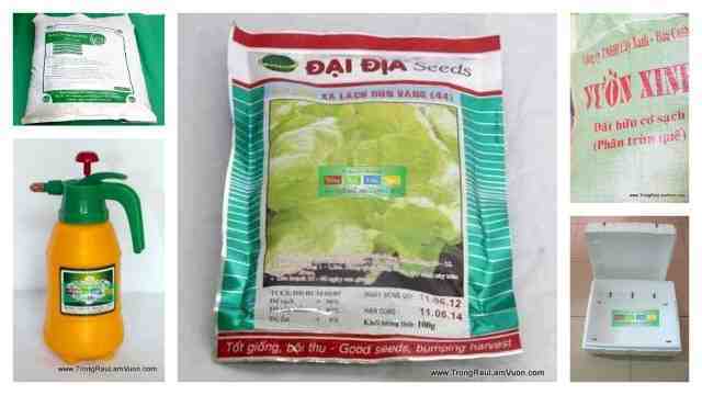 Hướng Dẫn Chi Tiết Cách Trồng Xà Lách Búp Tại Nhà Đạt Năng Suất Tối Đa