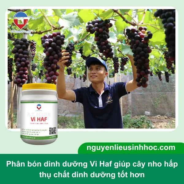 Bón phân Vi HAF đúng liều lượng hỗ trợ cách trồng nho sai quả vượt trội