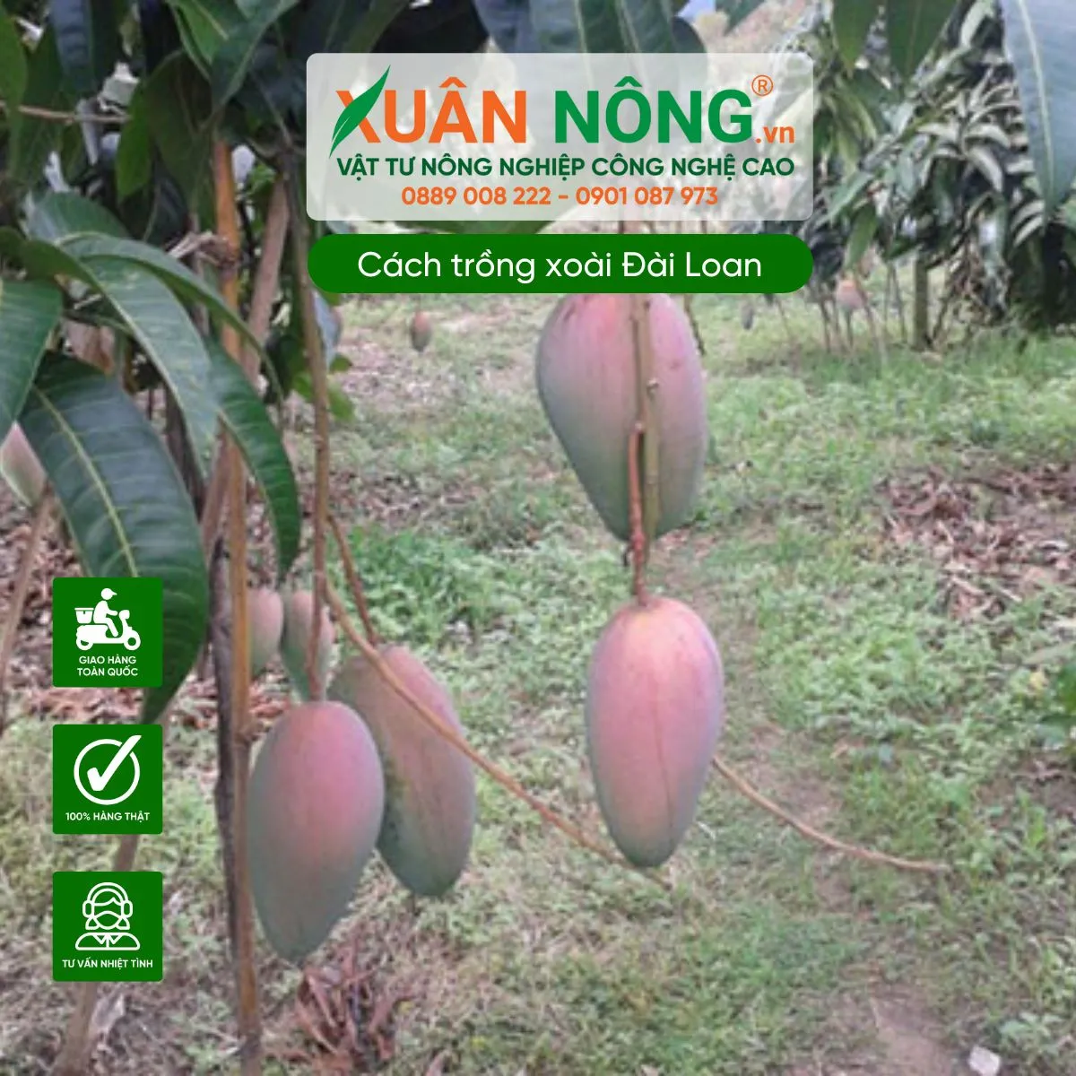 Hướng dẫn bón phân NPK và hữu cơ cho cây xoài Đài Loan ra hoa đúng vụ