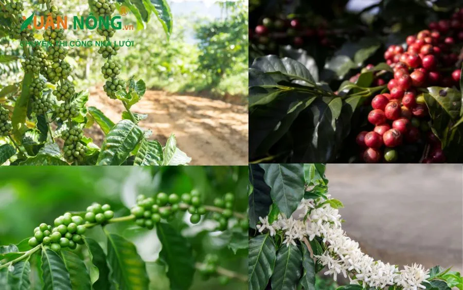 Quy hoạch vườn cà phê dây riêng biệt để thuận tiện cho việc bón phân và chăm sóc