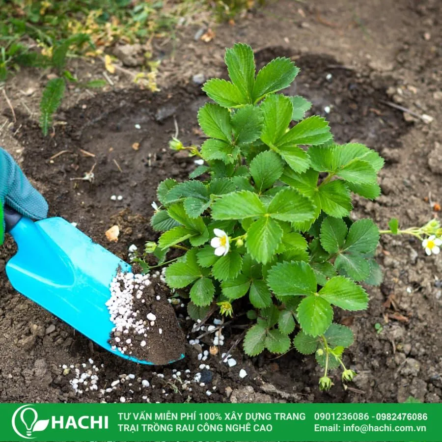 Việc bón phân đúng cách theo từng giai đoạn là cần thiết để cây dâu tây phát triển khỏe mạnh và cho năng suất cao