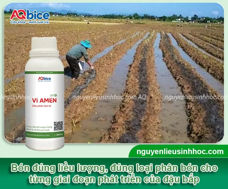 Vi AMEN giúp bổ sung các dưỡng chất cho cây đậu bắp phát triển thuận lợi