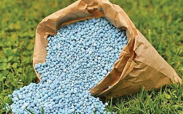 Quy trình bón phân cho cây quất theo đúng kỹ thuật