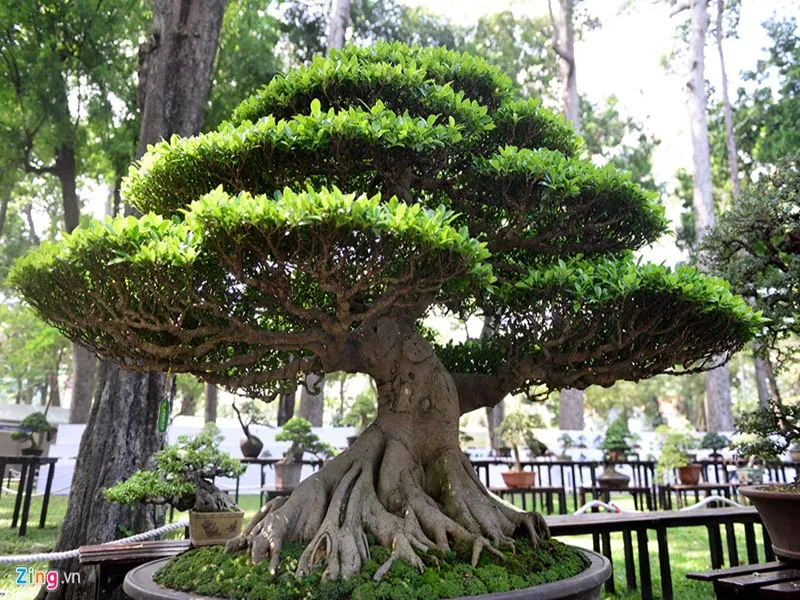 Cây sanh bonsai kiểu tán thưa thoáng, cành uốn lượn