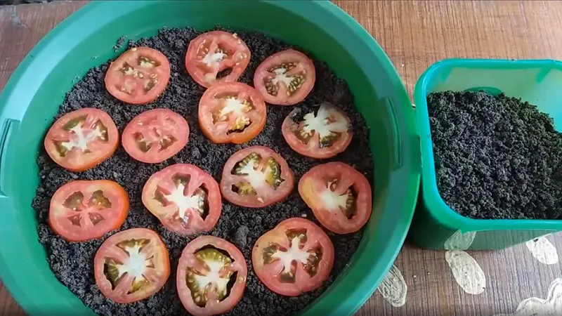 Gieo hạt cà chua bi vào khay ươm