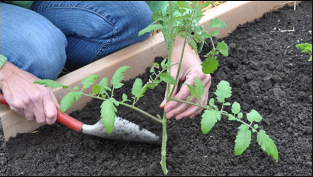 Tỉa cành và chăm sóc cây cà chua bi