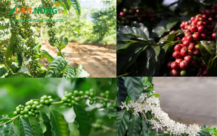 Cà phê dây có khả năng sinh trưởng tốt và ít bị sâu bệnh, mang lại năng suất cao