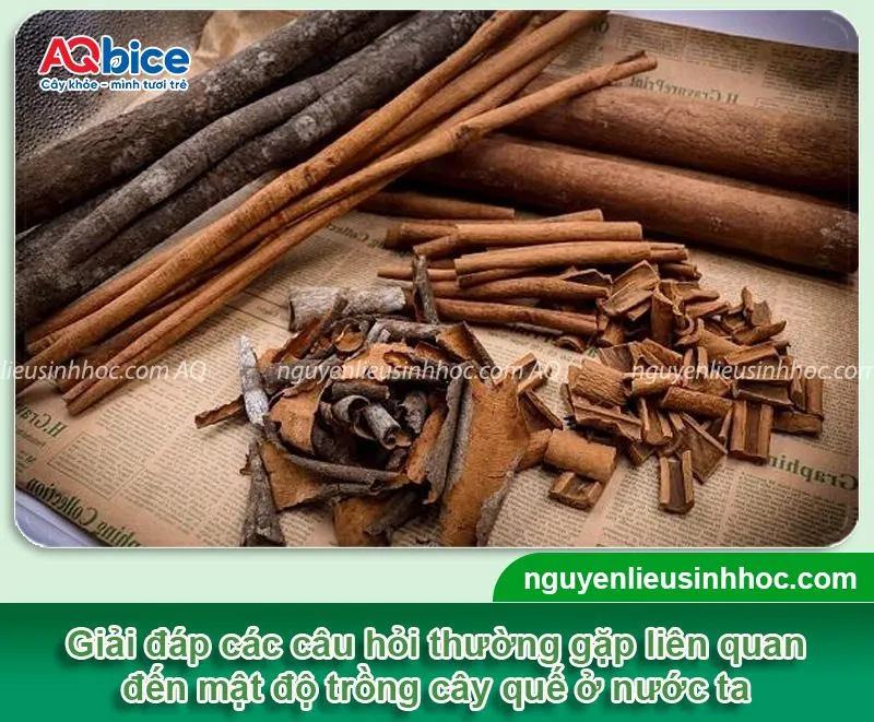 Giải đáp kỹ thuật và các câu hỏi thường gặp khi xác định khoảng cách trồng quế