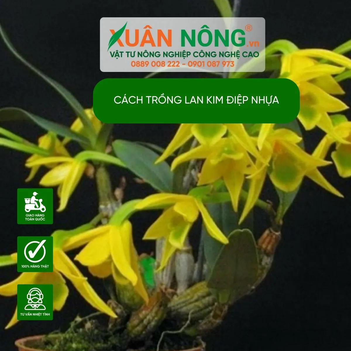 Các đặc điểm của lan kim điệp trồng trong chậu nhựa