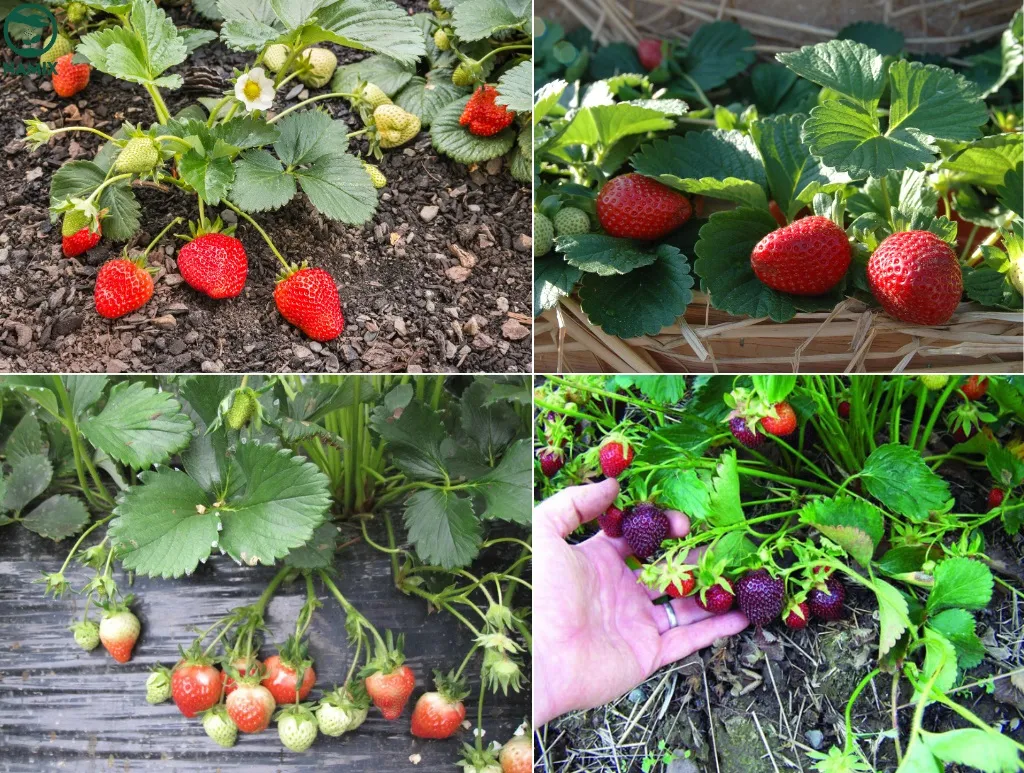 Các giống dâu tây cho năng suất quả to