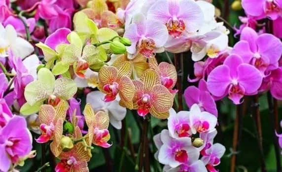 Các loại lan hồ điệp phổ biến và được yêu thích hiện nay