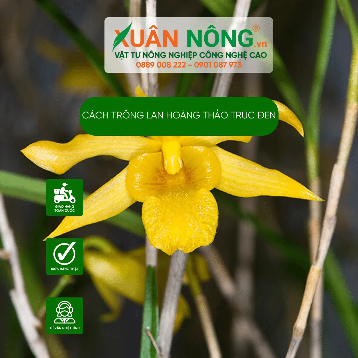 Cận cảnh các loại lan hoàng thảo khác nhau