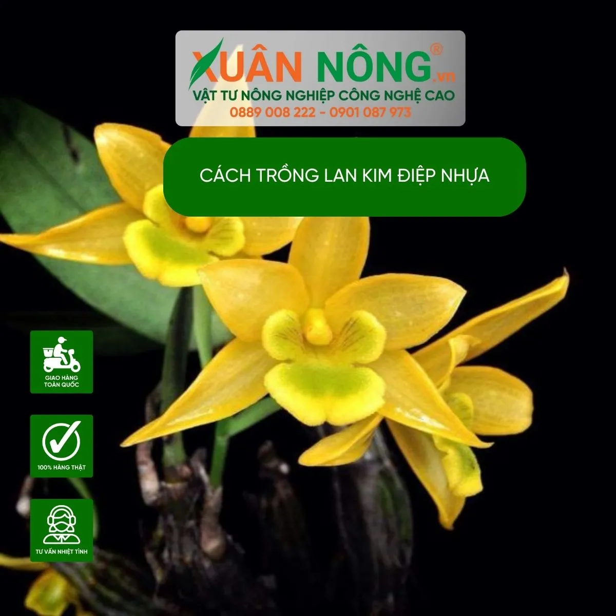 Một số loại lan kim điệp đẹp phổ biến