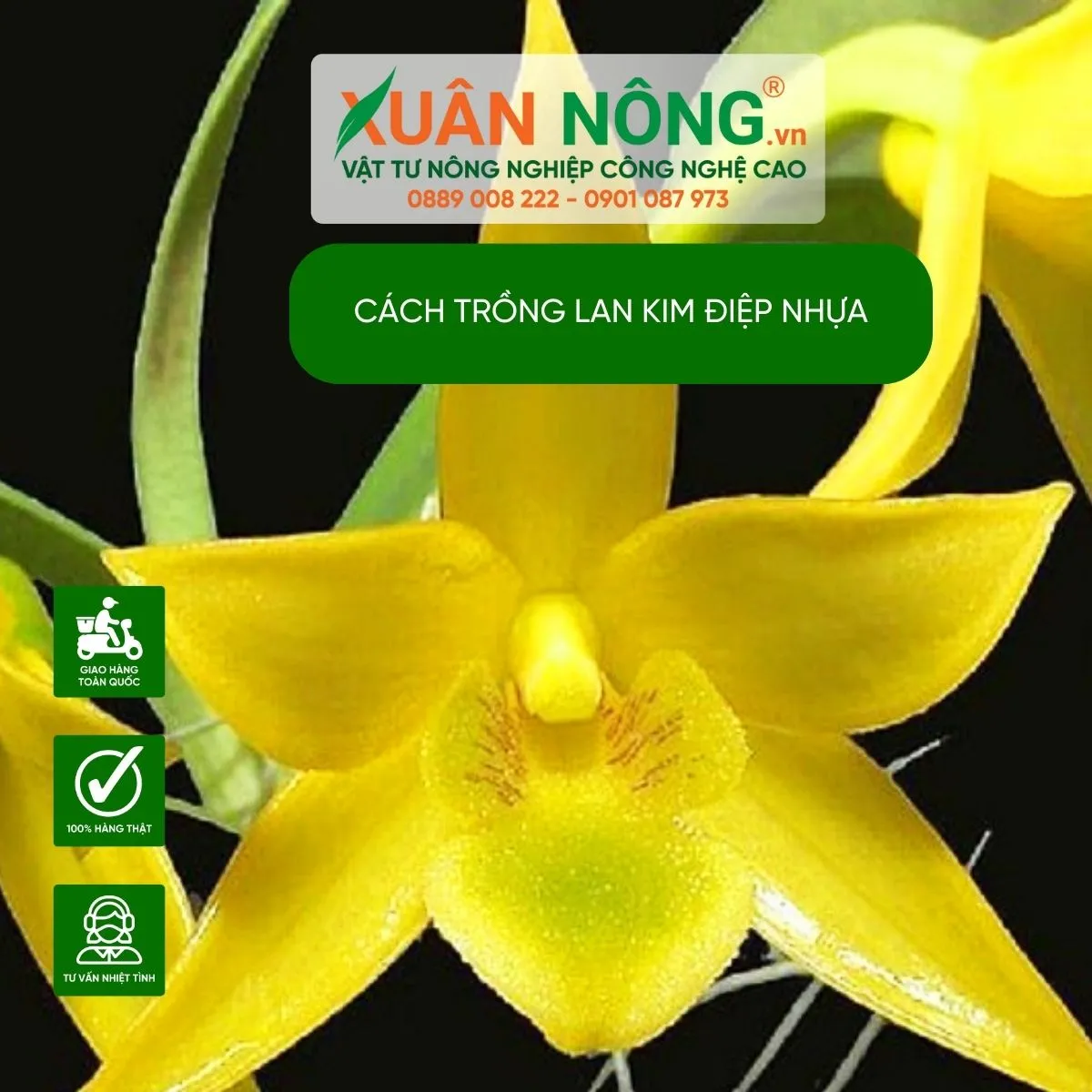 Các loại lan kim điệp