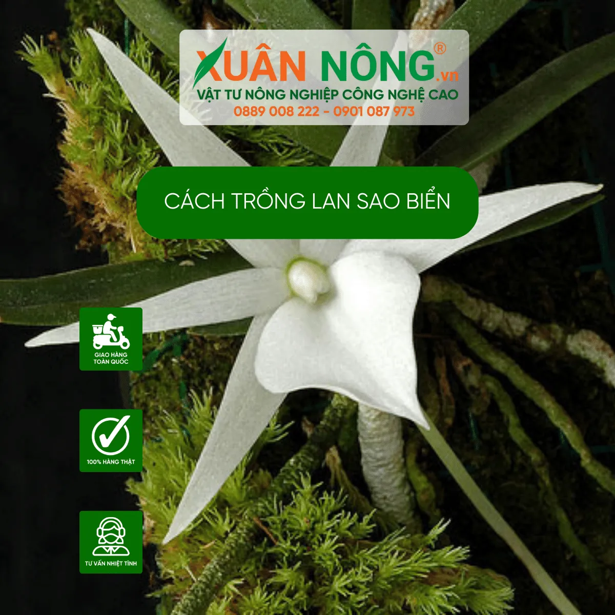 Các loại Lan Sao Biển Phalaenopsis khác nhau và đặc điểm hoa